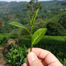 画像をギャラリービューアに読み込む, 【紅茶月のスペシャルイベント】☀️ セイロンティーを愉しむ 日曜日のティータイム🫖
