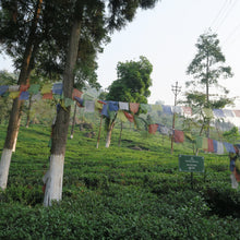 画像をギャラリービューアに読み込む, ダージリン ファーストフラッシュ ジュンパナ茶園 2025-DJ27 30g袋入 2025年4月9日摘み