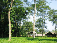 画像をギャラリービューアに読み込む, アッサムBOP ハッティガー茶園 100g袋入 リーフティー