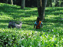 画像をギャラリービューアに読み込む, アッサムBOP ハッティガー茶園 100g袋入 リーフティー