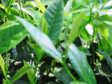 画像をギャラリービューアに読み込む, アッサムBOP ハッティガー茶園 100g袋入 リーフティー